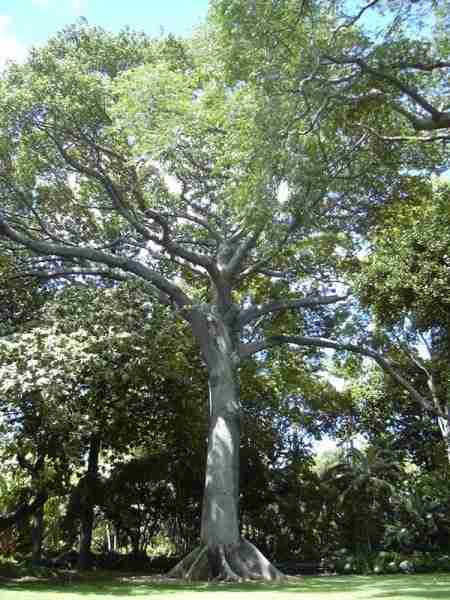 Дерево сейба (ceiba)